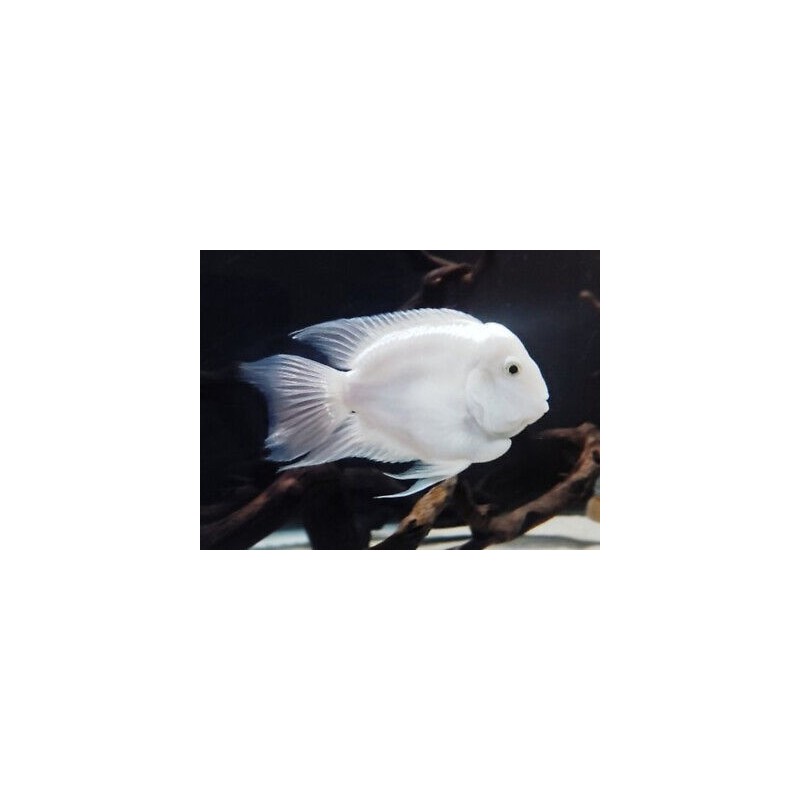 Cichlasoma hybrid white parrot - 3 - 4 cm