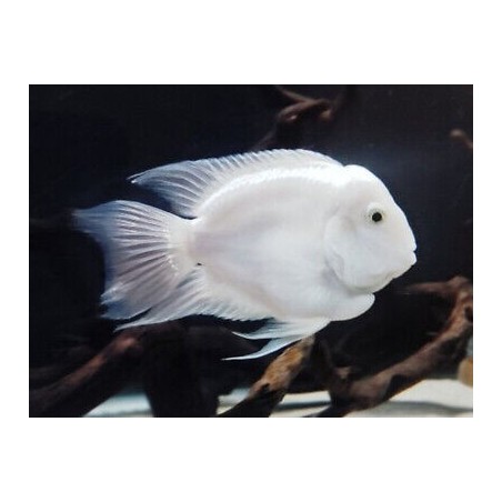 Cichlasoma hybrid white parrot - 3 - 4 cm