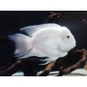 Cichlasoma hybrid white parrot - 3 - 4 cm