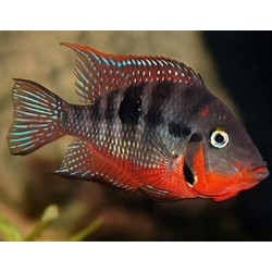 Cichlasoma meeki - 3 - 4 cm
