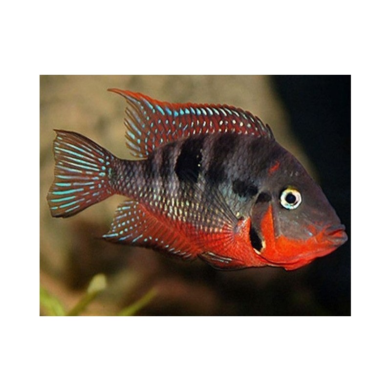 Cichlasoma meeki - 3 - 4 cm