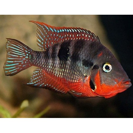 Cichlasoma meeki - 3 - 4 cm