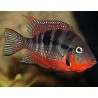 Cichlasoma meeki - 3 - 4 cm