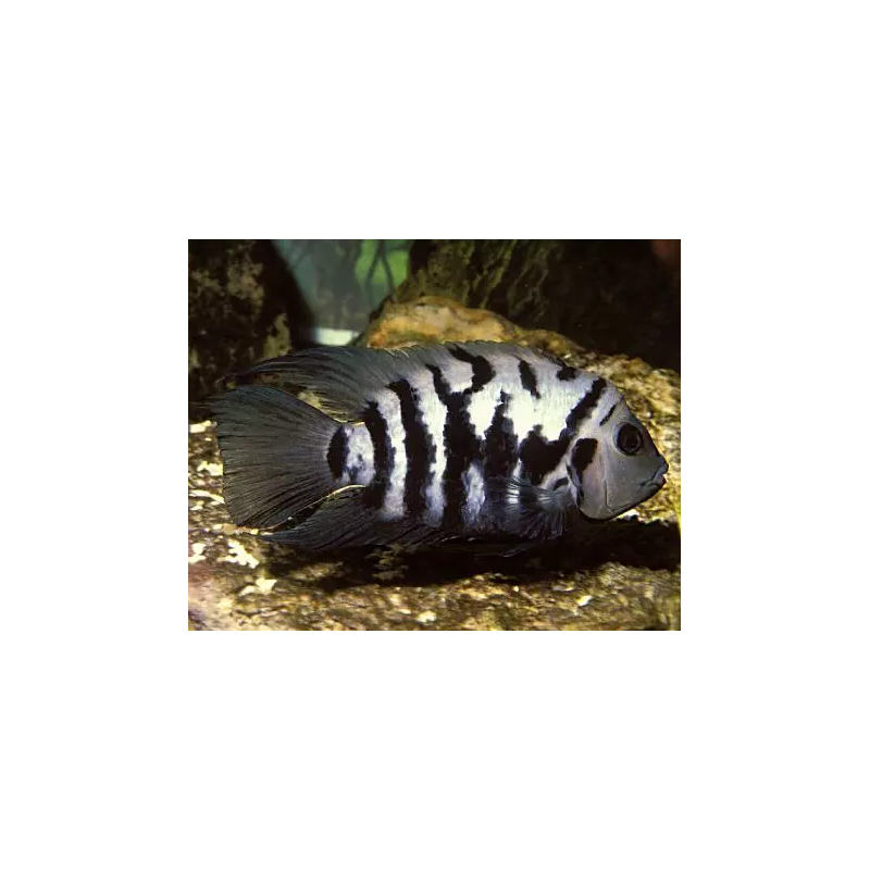 Cichlasoma nigrofasciatum - 3.5 - 4.5 cm
