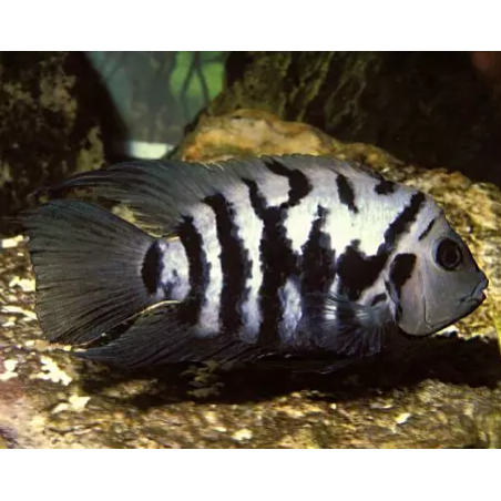 Cichlasoma nigrofasciatum - 3.5 - 4.5 cm