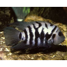 Cichlasoma nigrofasciatum - 3.5 - 4.5 cm