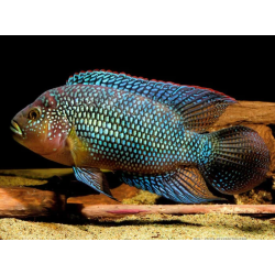 Cichlasoma octofasciatum /bioce - 3 - 4 cm
