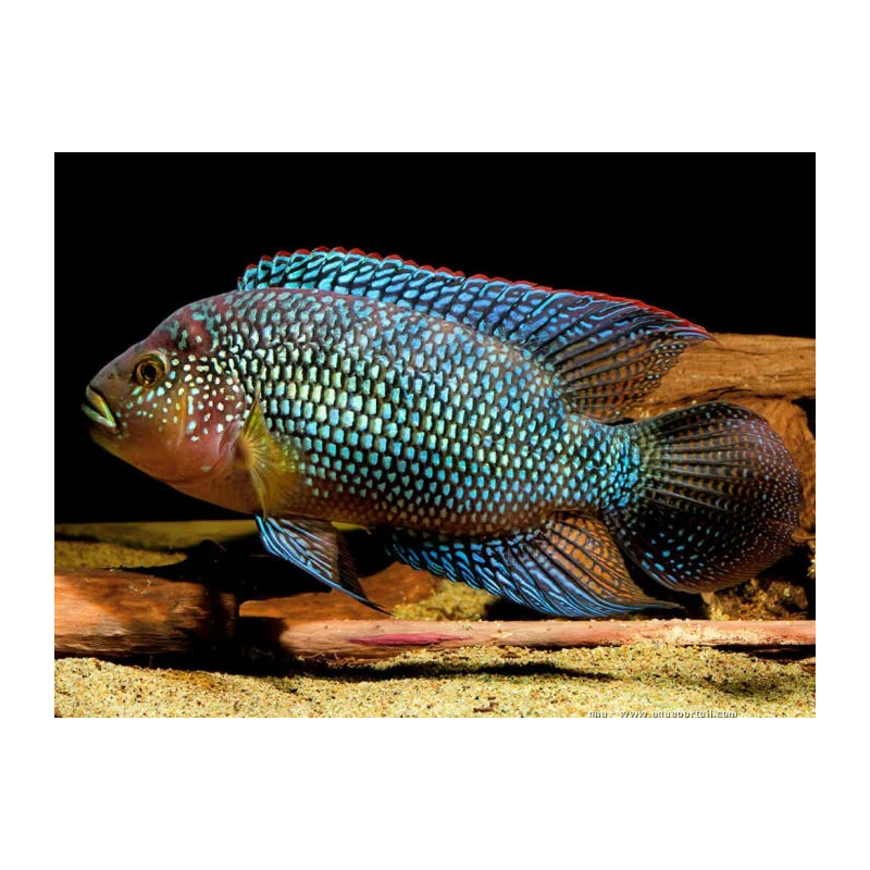 Cichlasoma octofasciatum /bioce - 3 - 4 cm