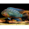 Cichlasoma octofasciatum /bioce - 3 - 4 cm