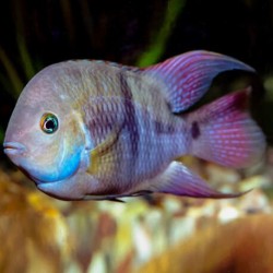Cichlasoma sajica - 3 - 4 cm