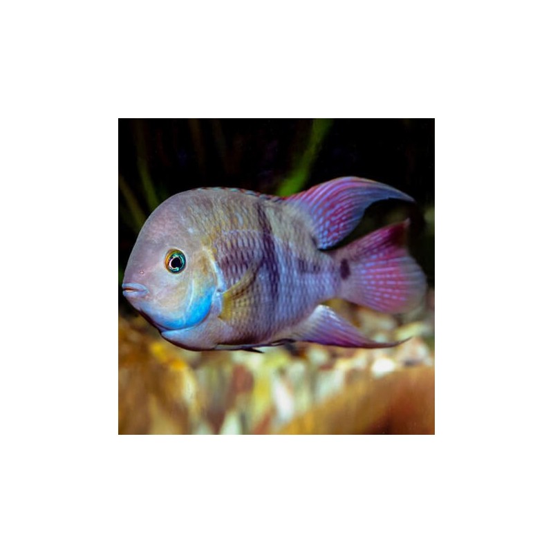 Cichlasoma sajica - 3 - 4 cm