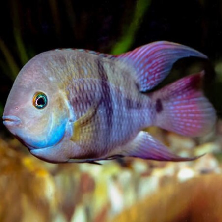 Cichlasoma sajica - 3 - 4 cm