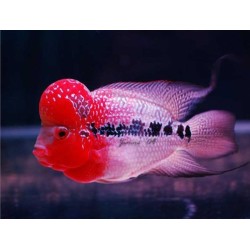 Cichlasoma sp. big head flowerhorn - 7 - 9 cm