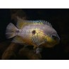 Cryptoheros myrnae - 3 - 4 cm