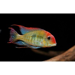 Geophagus sp. red head tapajos - 5 cm