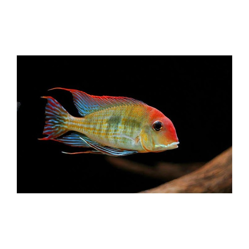 Geophagus sp. red head tapajos - 5 cm