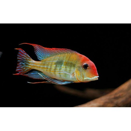Geophagus sp. red head tapajos - 5 cm