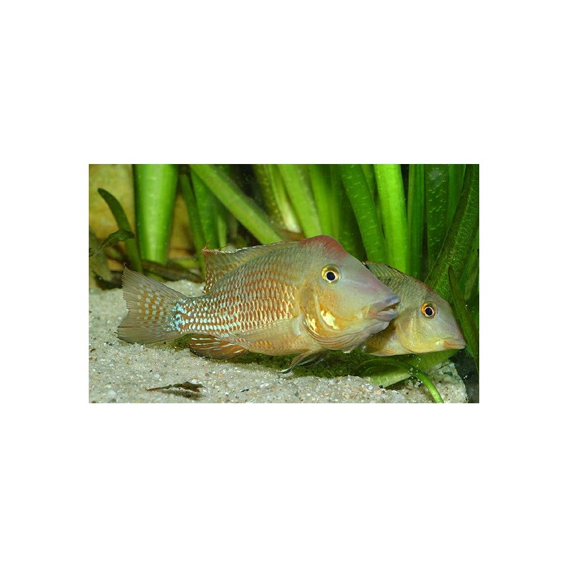 Geophagus steindachneri /honda - 4 - 5 cm