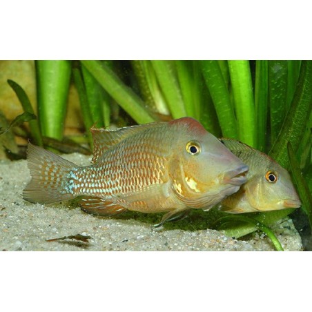 Geophagus steindachneri /honda - 4 - 5 cm