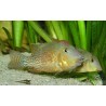 Geophagus steindachneri /honda - 4 - 5 cm