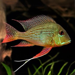Geophagus surinamensis - 5 - 6 cm