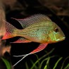 Geophagus surinamensis - 5 - 6 cm