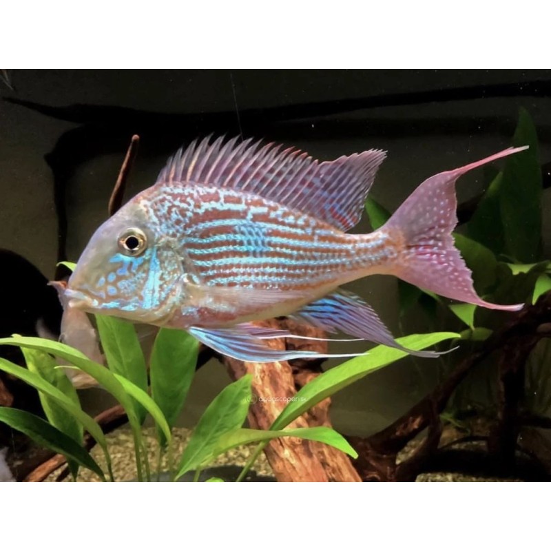 Geophagus sveni rio parana - 3 - 4 cm