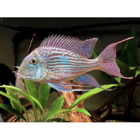 Geophagus sveni rio parana - 3 - 4 cm