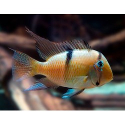 Guianacara dacrya - 4 - 5 cm
