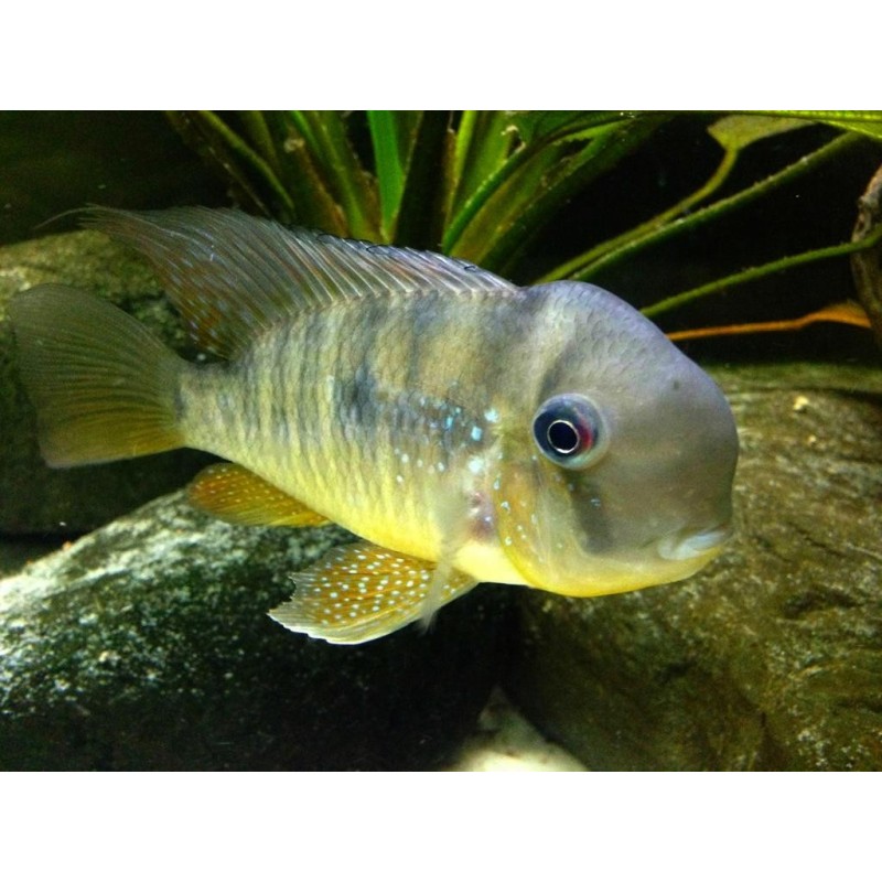 Gymnogeophagus balzanii - 4 - 5 cm