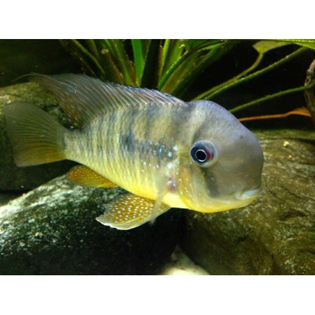 Gymnogeophagus balzanii - 4 - 5 cm