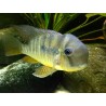 Gymnogeophagus balzanii - 4 - 5 cm