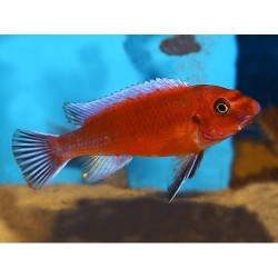 Labeotropheus trewavasae red - 4 - 5 cm