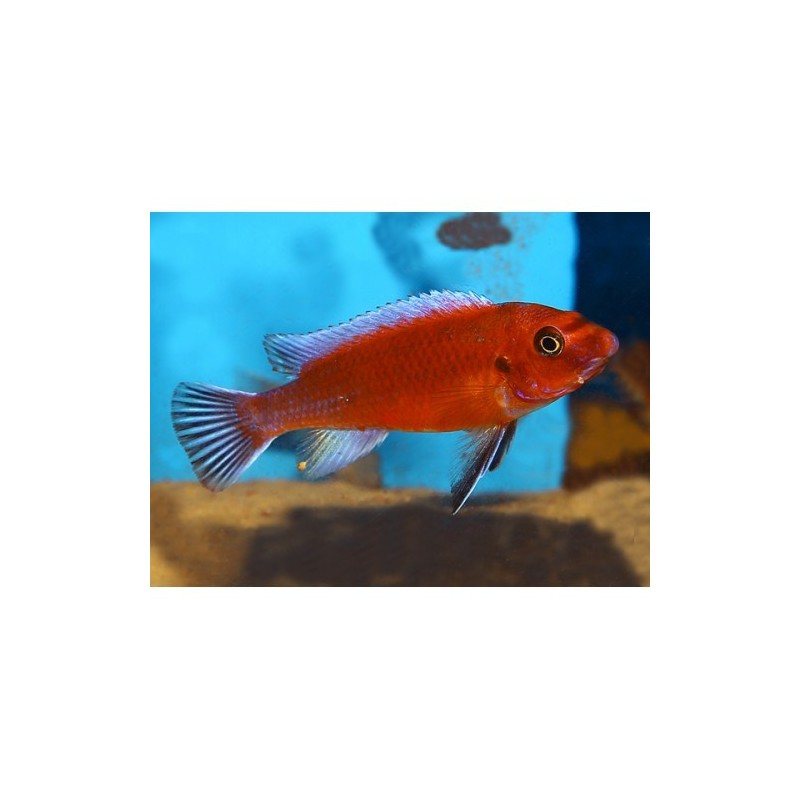 Labeotropheus trewavasae red - 4 - 5 cm