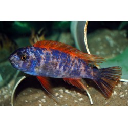 Labeotropheus trewawasae marmelade - 4 - 5 cm
