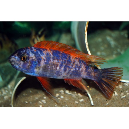 Labeotropheus trewawasae marmelade - 4 - 5 cm