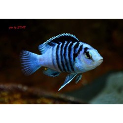 Labidochromis chisumulae - 3 - 4 cm