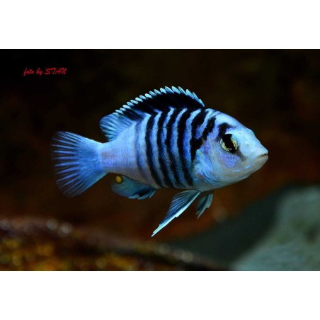 Labidochromis chisumulae - 3 - 4 cm