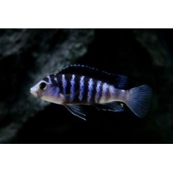 Labidochromis chisumulae mbweca - 3 - 4 cm