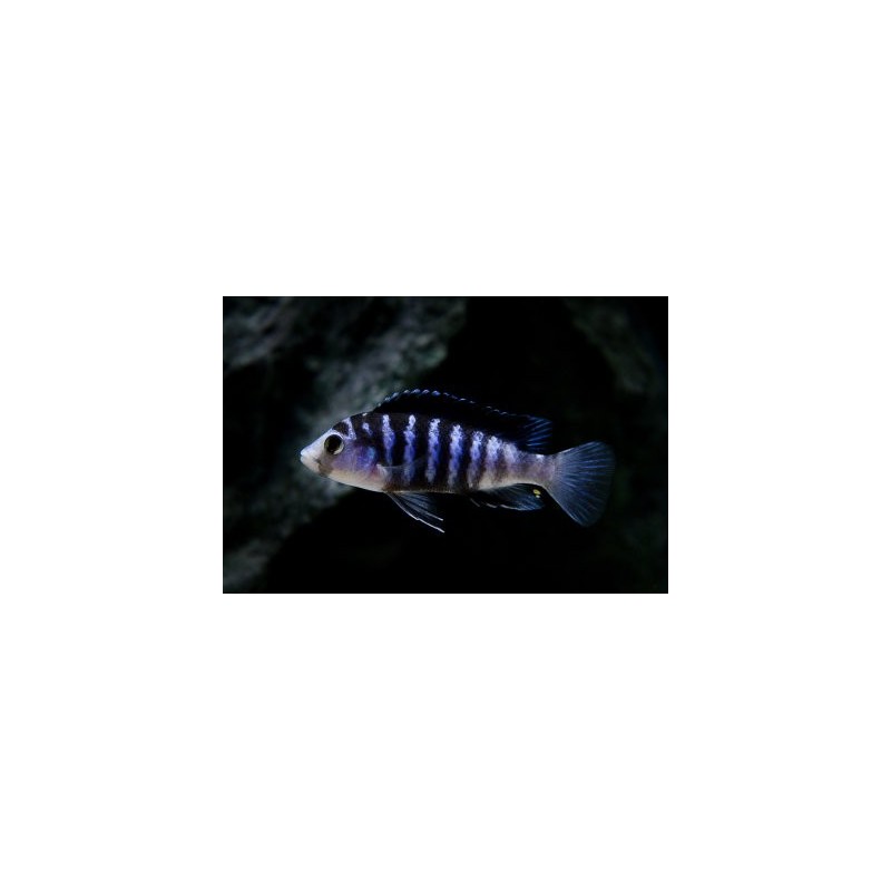 Labidochromis chisumulae mbweca - 3 - 4 cm