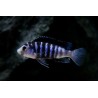 Labidochromis chisumulae mbweca - 3 - 4 cm