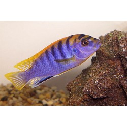 Labidochromis hongi - 4 - 5 cm