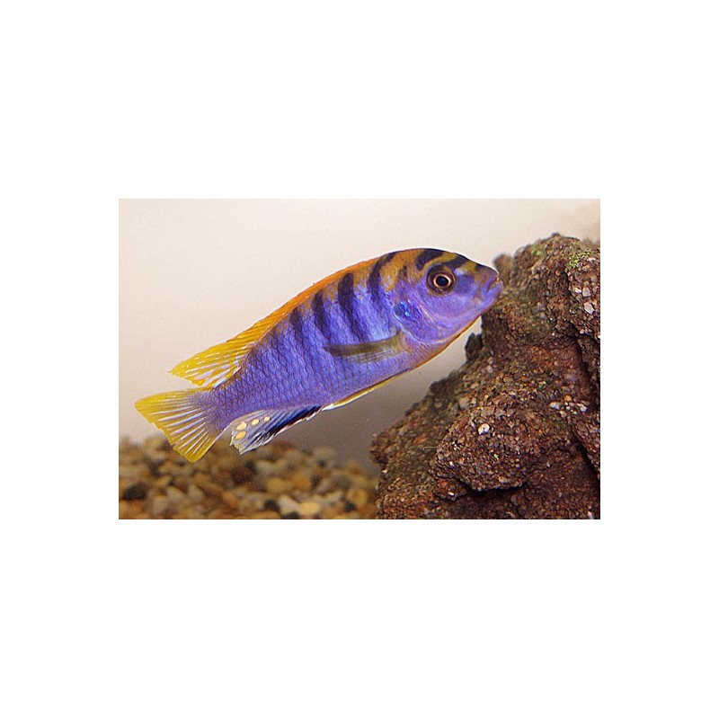 Labidochromis hongi - 4 - 5 cm