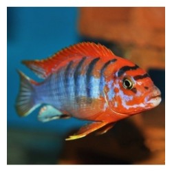 Labidochromis hongi orange - 3 - 4 cm