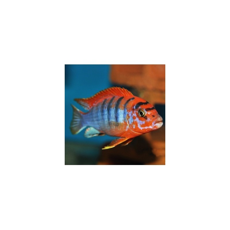 Labidochromis hongi orange - 3 - 4 cm