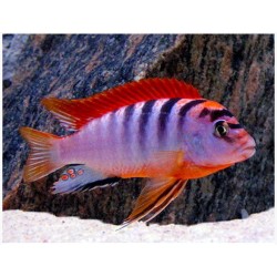 Labidochromis hongi sweden - 4 - 5 cm