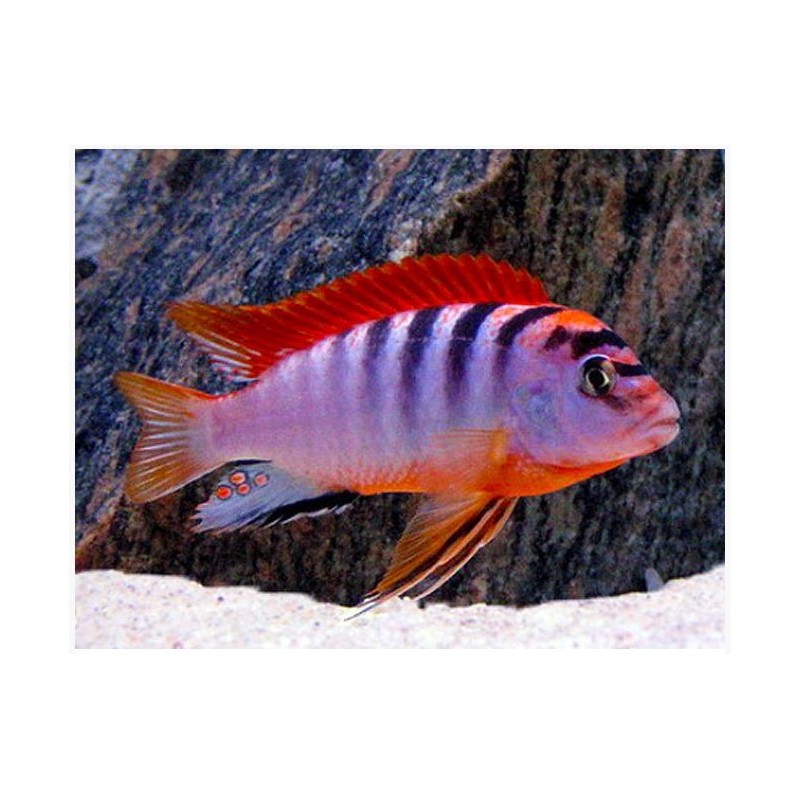Labidochromis hongi sweden - 4 - 5 cm