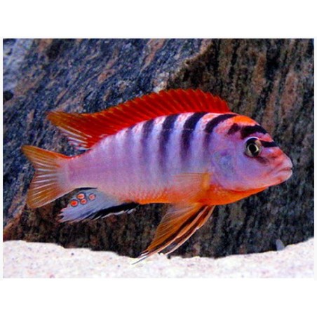 Labidochromis hongi sweden - 4 - 5 cm