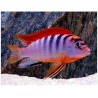 Labidochromis hongi sweden - 4 - 5 cm