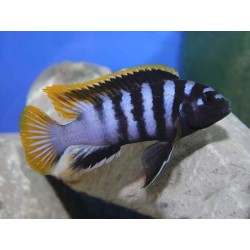 Labidochromis sp. mbamba - 3 - 4 cm